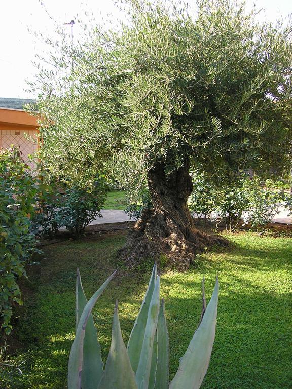 Al Vecchio Olivo Bed & Breakfast Frascati Exterior foto
